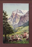 KLEINE SCHEIDEGG - Wetterhorn - Kühe