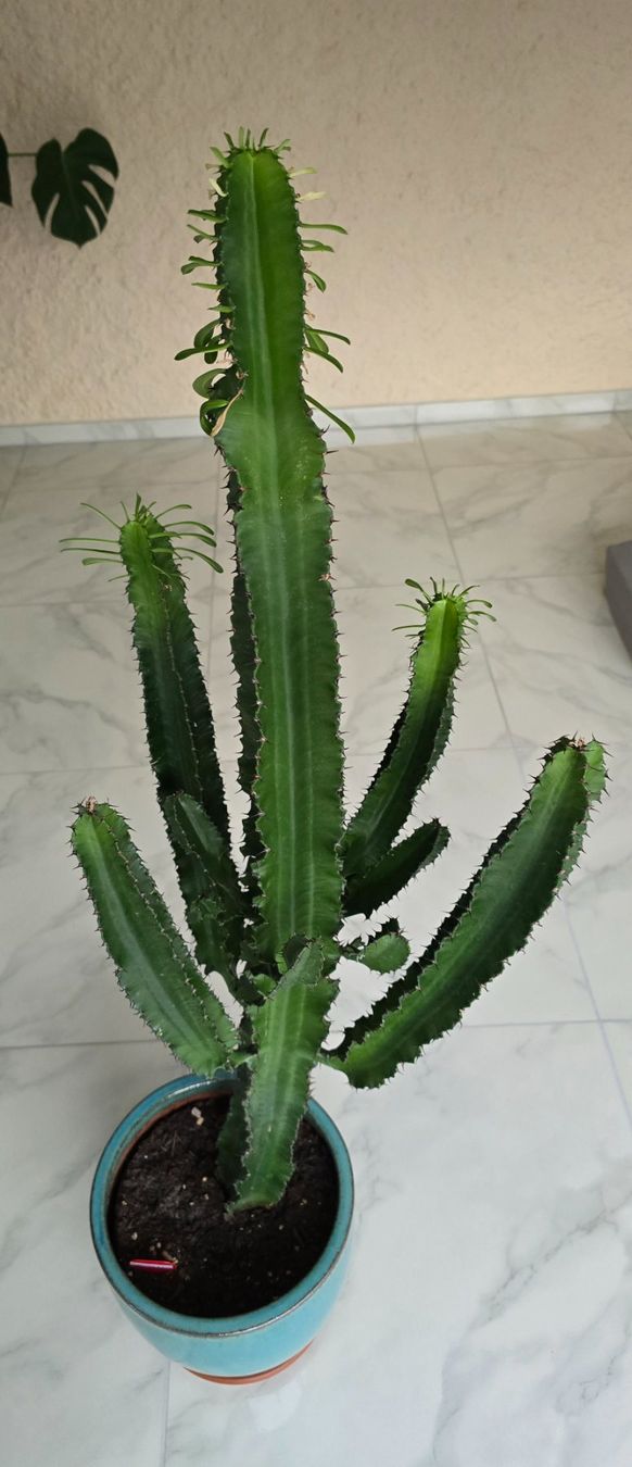 Grosser Kaktus Euphorbia eritrea, 120cm hoch, mit Topf  (Neu (gemss  Beschreibung)) in Aarburg fr CHF 115  nur Abholung auf Ricardo kaufen