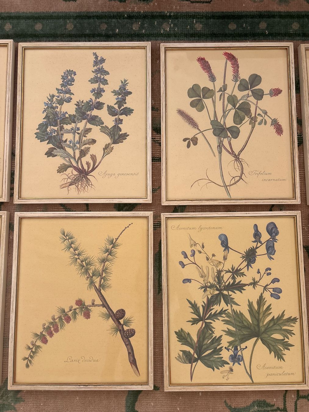 Cornici: Botanical Collection Bilderrahmen – Usato da Zürich venduto da JalapenoChili 2