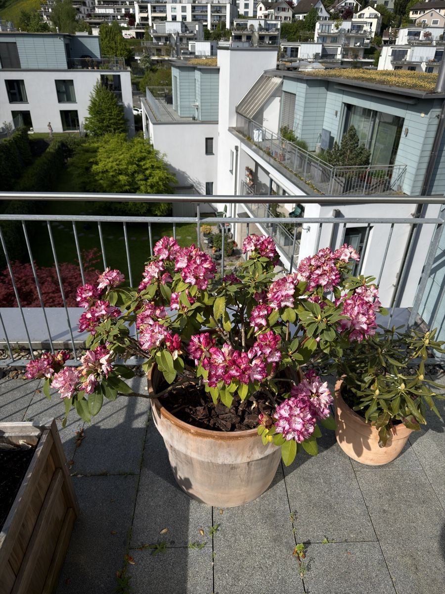 Pflanzen & Samen: Rhododendron Pflanze mit Topf – Gebraucht aus Richterswil von ski_7ffp 1