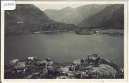 Am Murgsee - Kuhherde vaches