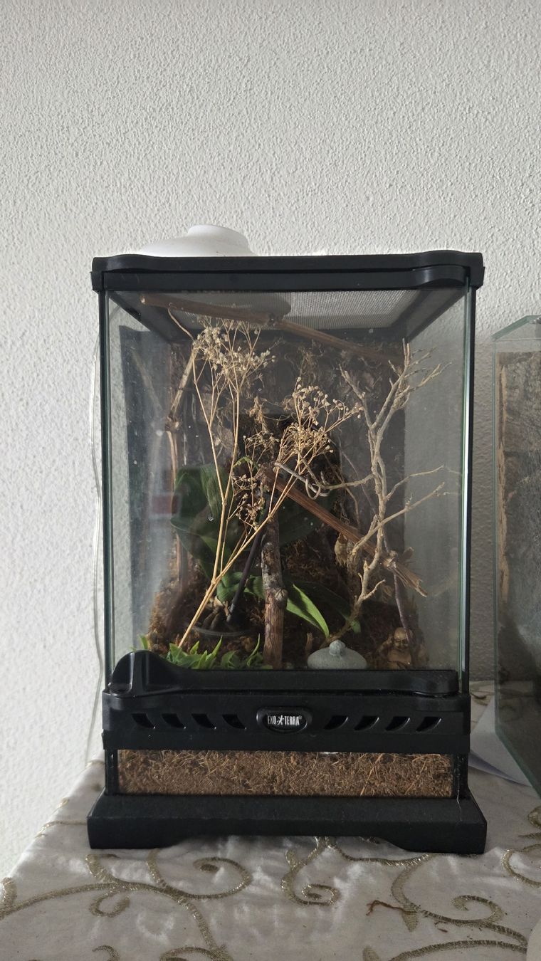 Exo terra Terrarium: terrarium 20x20x30 – Gebraucht aus Wollerau von flitzi88