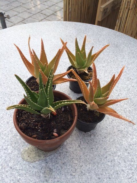 Piante & sementi: Aloe arborescens – Nuovo (secondo la descrizione) da Vinelz venduto da Wellensittich55 1