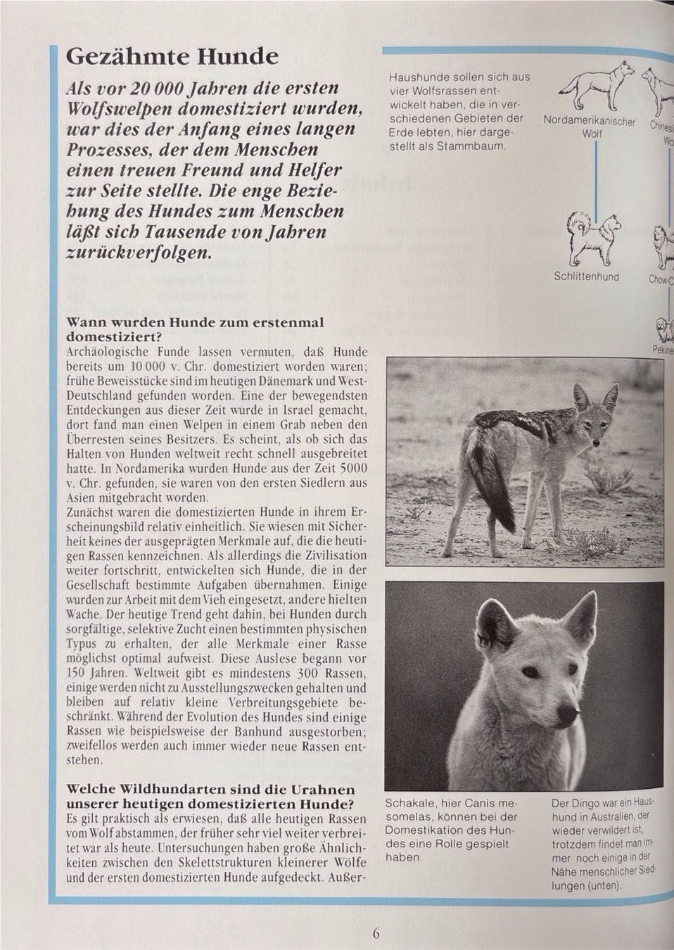 Libri: Hundehaltung – Nuovo e nell'imballaggio originale da Sarnen venduto da Livres 6