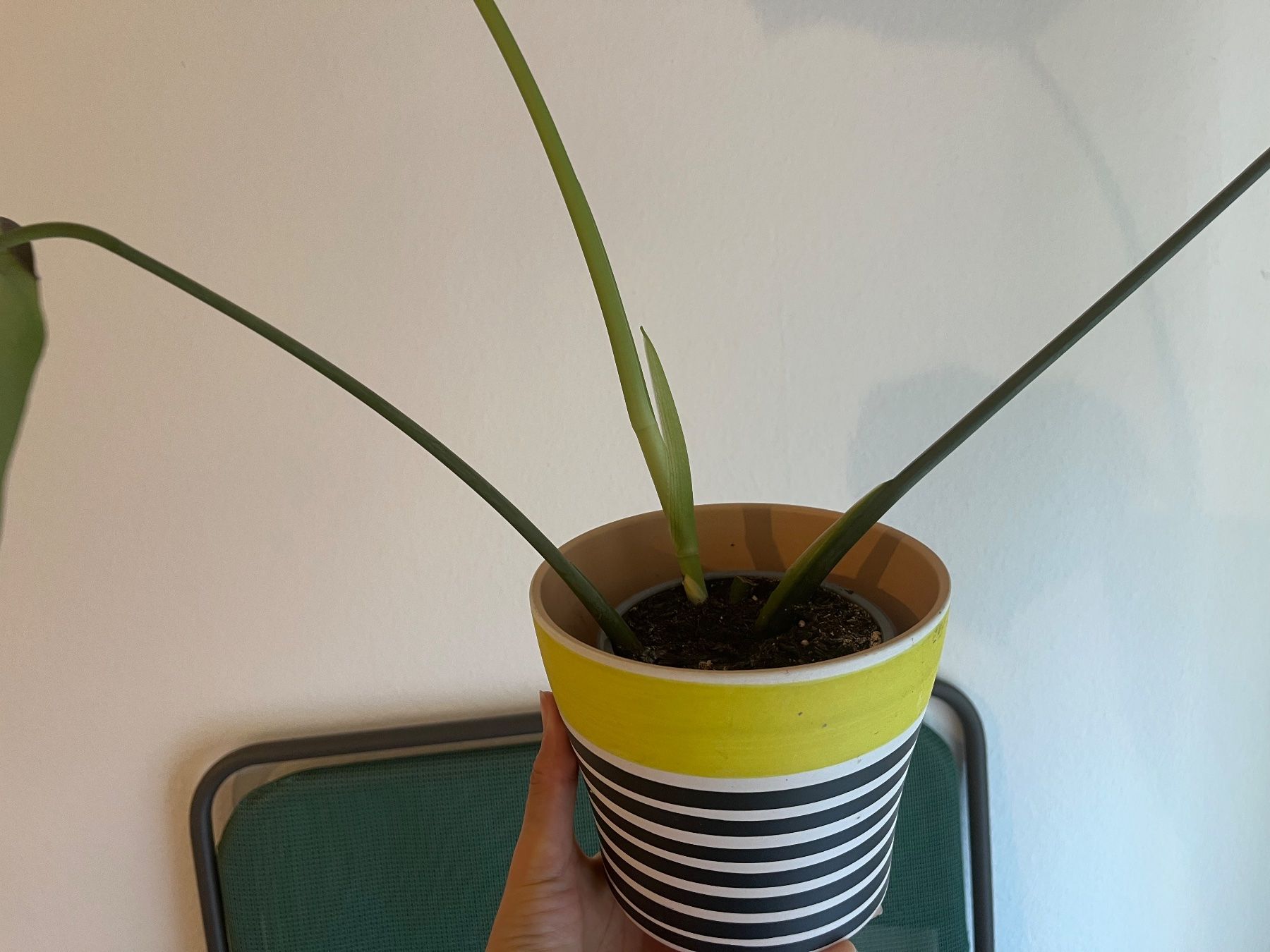 Plantes & graines: Monstera Setzling mit Topf – Neuf (Voir description) à Zürich par vintage_for_you 1