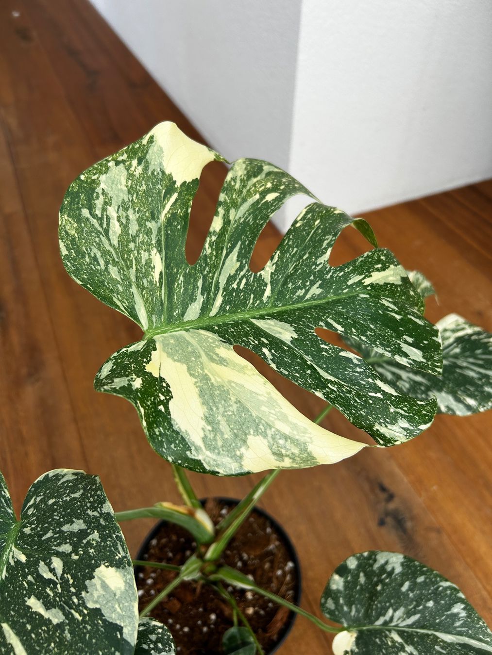 Piante & sementi: Monstera Thai Constellation💚 – Usato da Wattwil venduto da Mikesplantshop 3