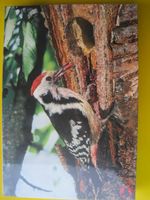 PUZZLE " MITTELSPECHT " ( 1000 Teile)