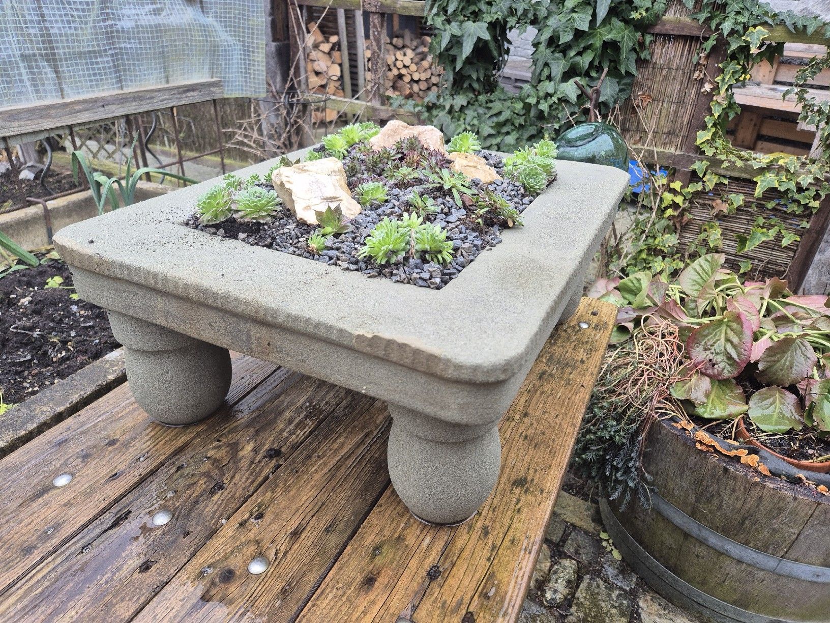 Pots de fleurs: Pflanzschale mit Hauswurz – Neuf (Voir description) à Ehrendingen par Amigo5 3