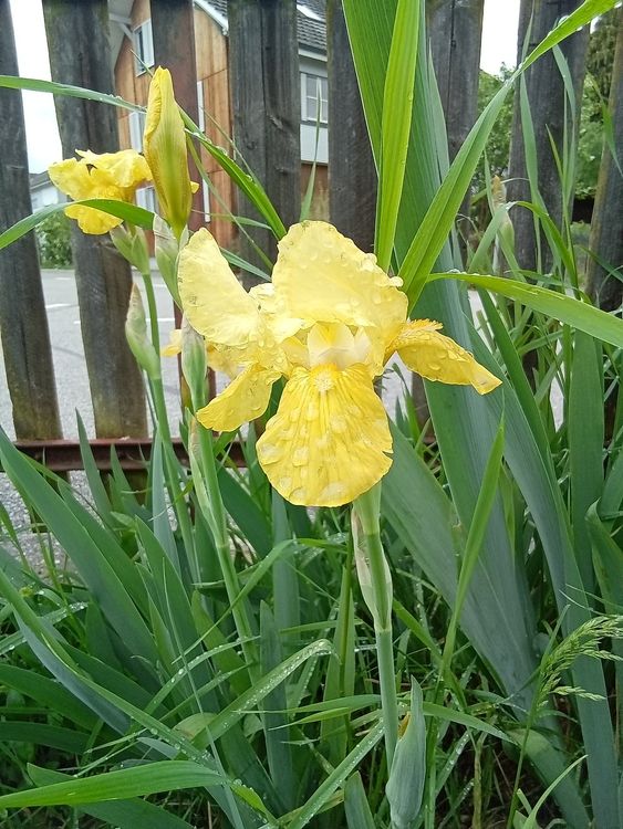 Iris Germanica gelb Kaufen auf Ricardo