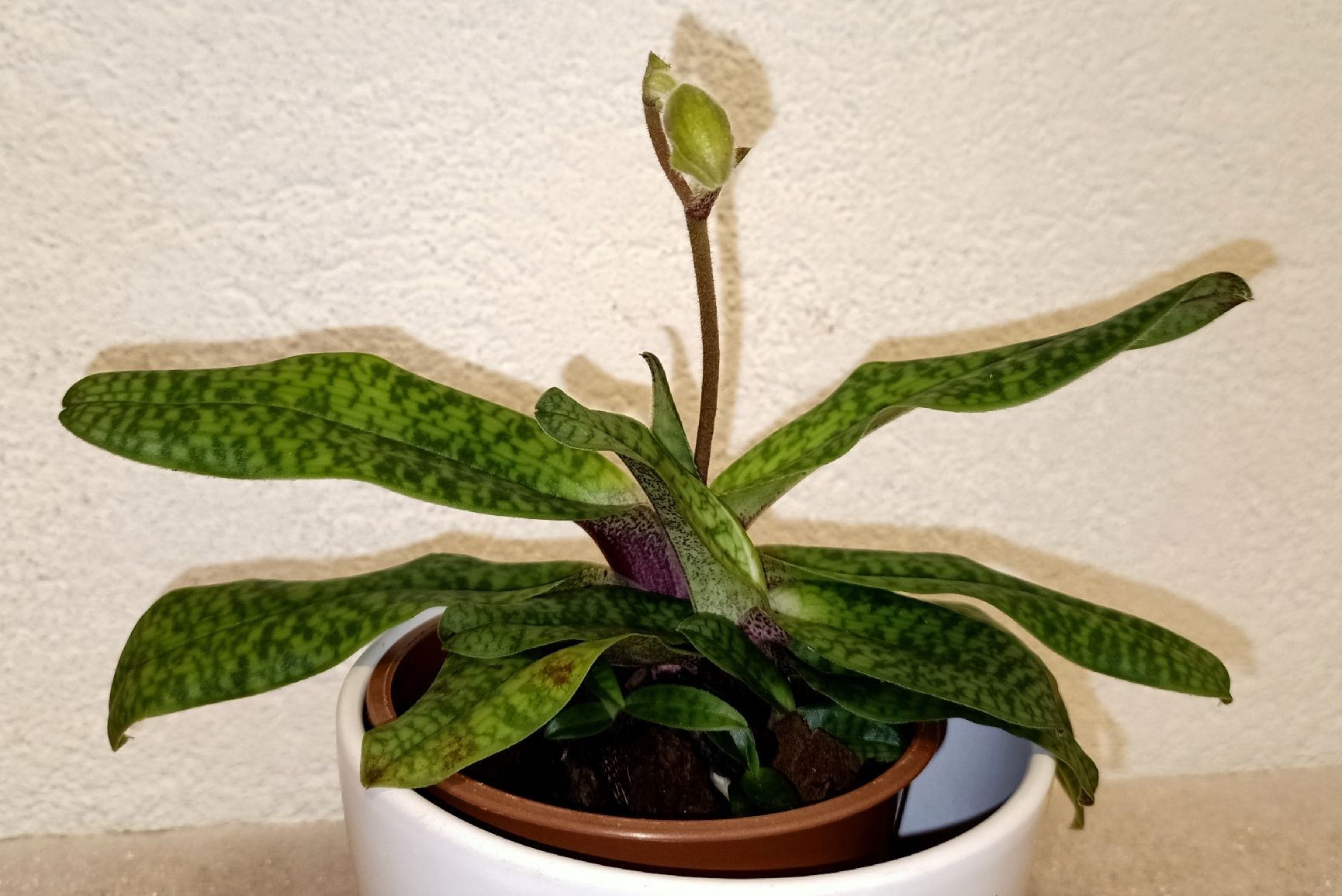 Pflanzen & Samen: Paphiopedilum Deperle – Neu (gemäss Beschreibung) aus schöftland von UniquePlants