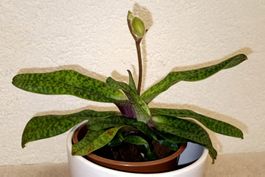 Paphiopedilum Deperle