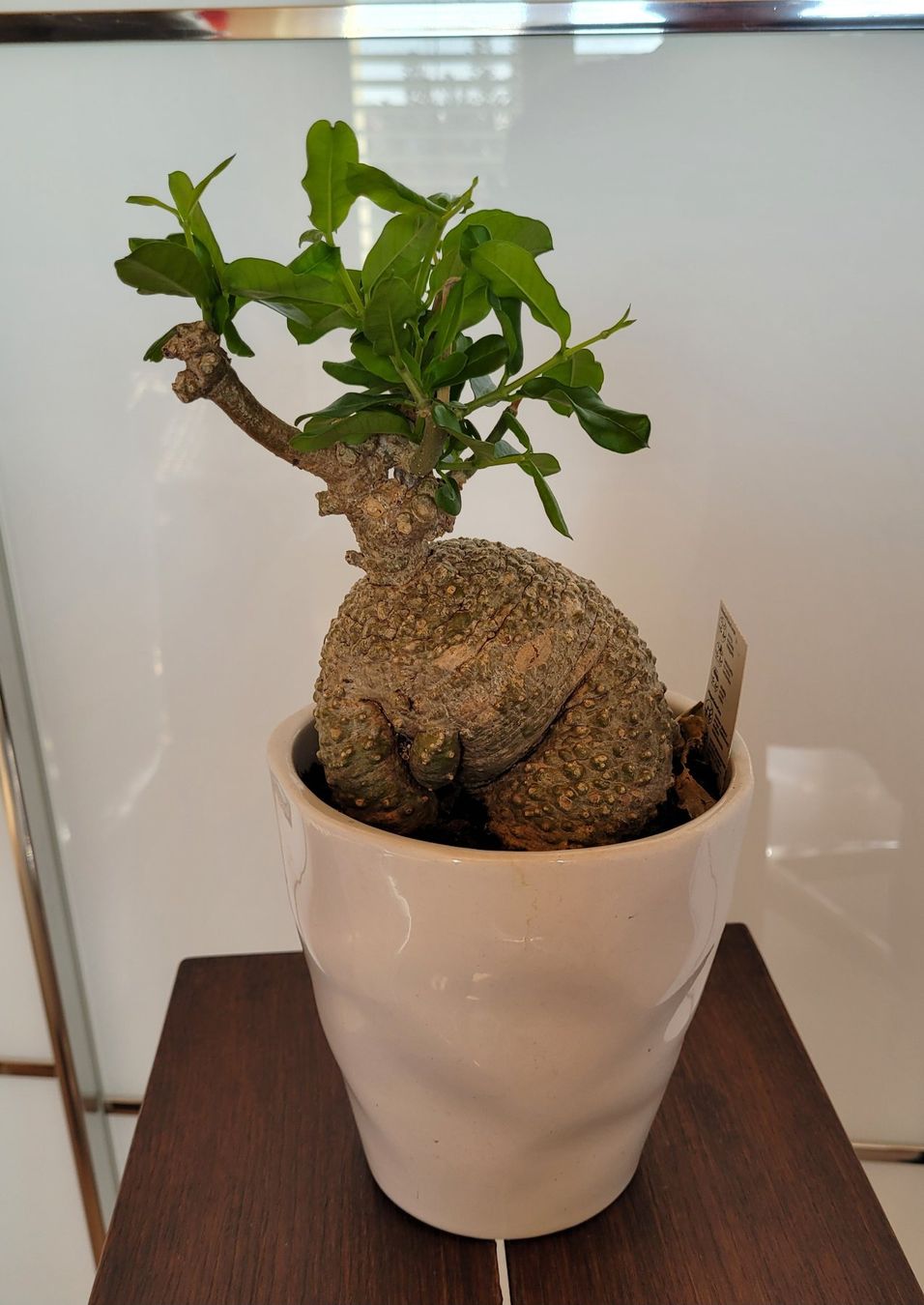 Plantes & graines: Fockea mit Topf – D'occasion à Stüsslingen par pati-king 4