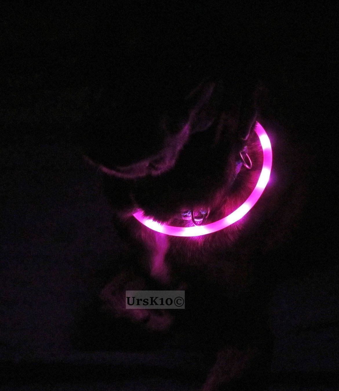 Leine & Halsband: NEU LED Leucht - Halsband USB Rosa – Neu und originalverpackt aus St. Margarethen TG von ursk10 1