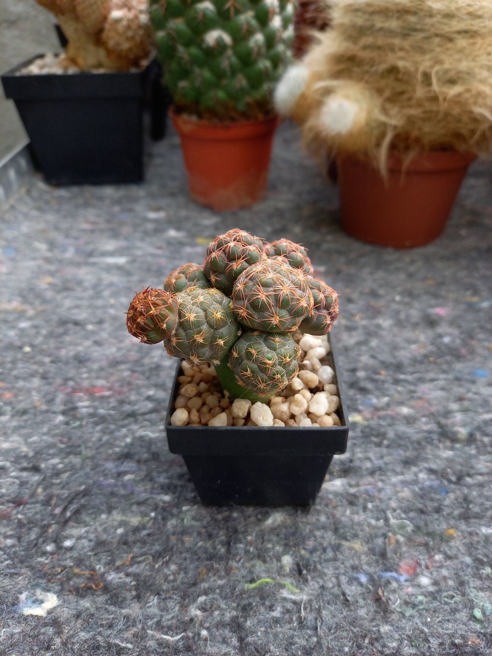 gymnocalycium mihanovichii variegata Gymnocalycium Variegata Cactus: A Collector's Rare Jewel  Jardineries  Botanix