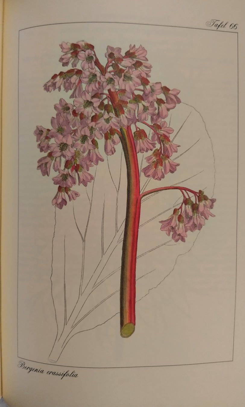 Libri: Curtis' Wunderwelt der Blumen - Buch mit 120 Tafeln – Usato da Bellach venduto da JingleJerry 6