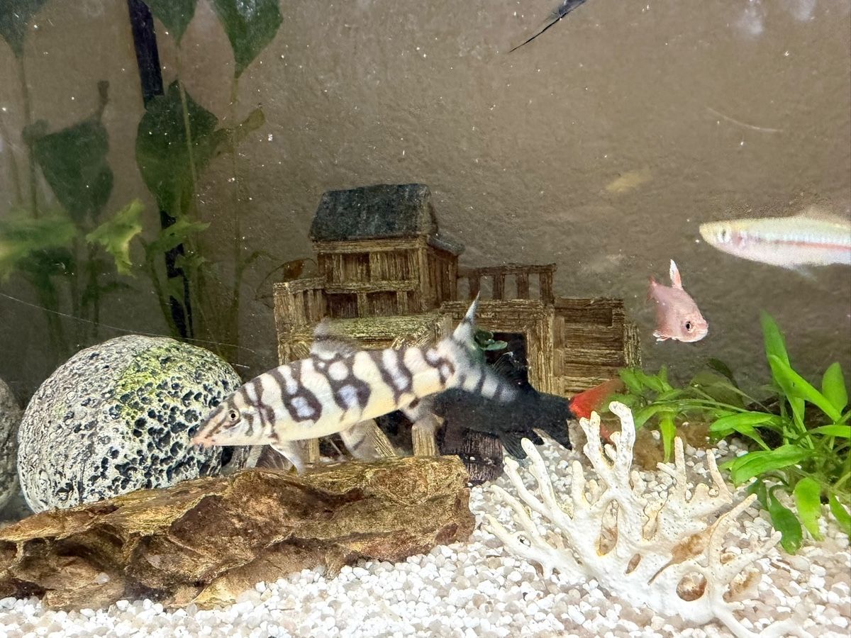 Acquari: Aquarium – Usato da Würenlingen venduto da ple_tn6y 3