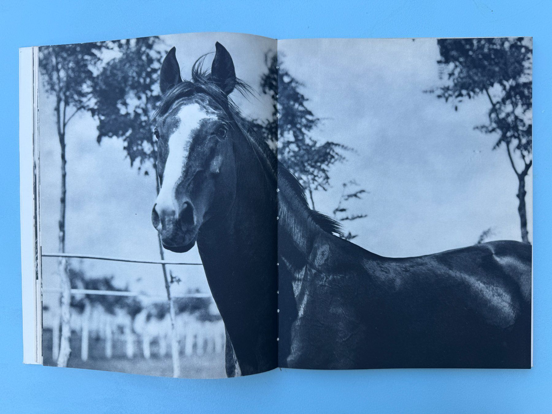 Bücher: Les Chevaux de la Puszta  -  E. A. Heiniger – Gebraucht aus Basel von Kornblumen 7