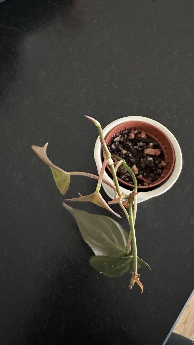 Pflanzen & Samen: Philodendron Micans - Babypflanze #1 – Neu (gemäss Beschreibung) aus Thun von DascheLii 1