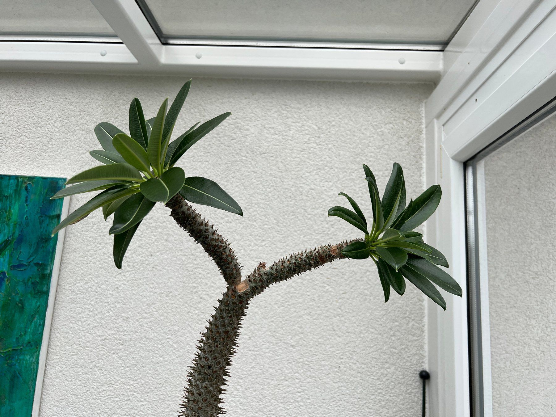 epipremnum pinnatum marble planet vs monstera peru Monstera Karstenianum Peru – The Plant Boys main image 1