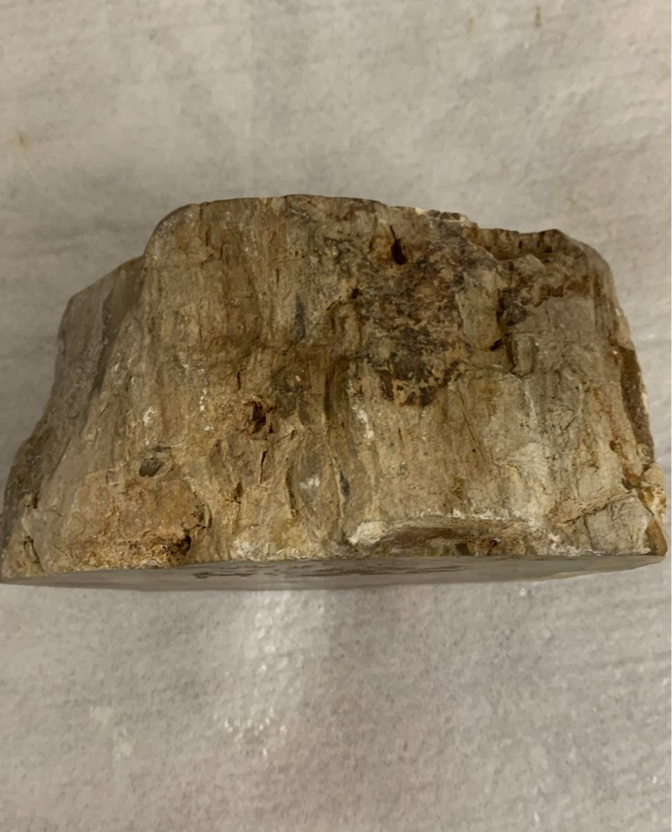 Fossilien: Versteinertes Holz 1.8 kg polierter Stein – Neu (gemäss Beschreibung) aus Erlenbach ZH von Ritschly 2