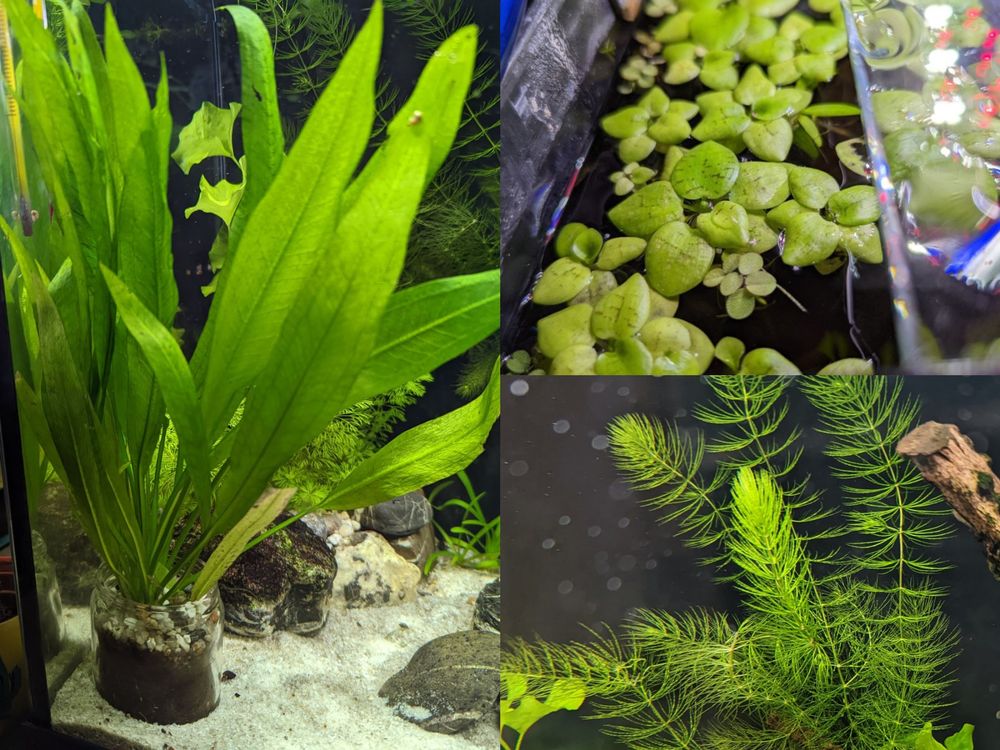 16 Aquarienpflanzen (Hornblatt, Pistia, Echinodorus) Kaufen auf Ricardo