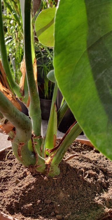 Monstera Deliciosa kräftige Pflanze gratis Lieferung Zürich Kaufen