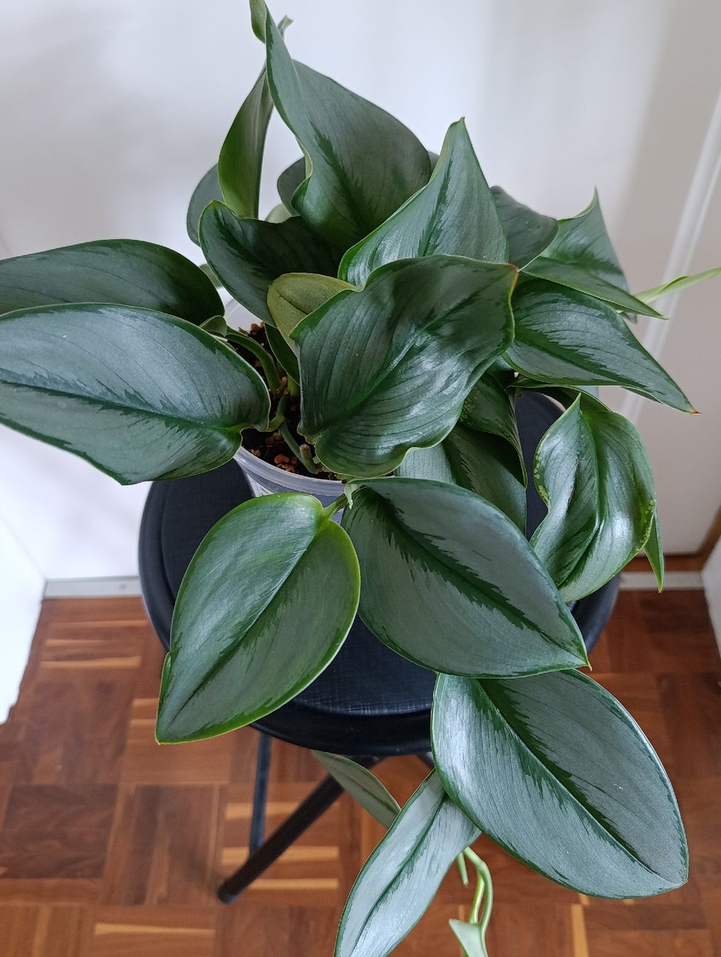 Pflanzen & Samen: Scindapsus Treubii Moonlight – Gebraucht aus Baar von L.isa28