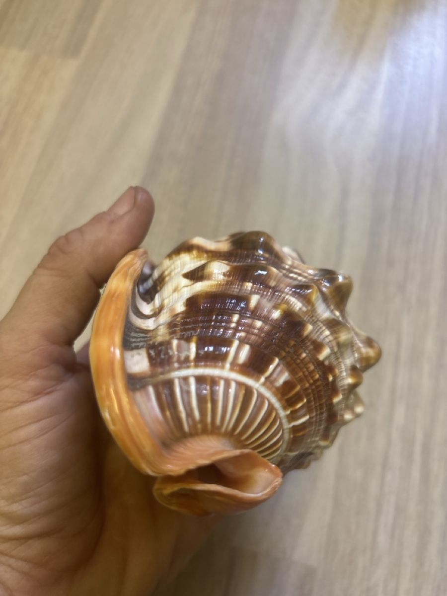 Alle Dekorationen: Conchiglia marina decorativa, colore marrone e arancio – Gebraucht aus Giubiasco von cri_mzc6 2