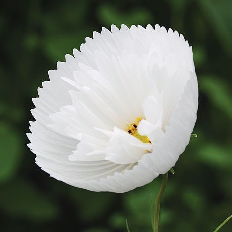 Pflanzen & Samen: 30 Samen Cosmea CUPCAKES WHITE  Schmuckkörbchen – Neu (gemäss Beschreibung) aus Ehrendingen von VerveinaSamen 3