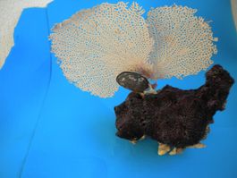 Korallen Fossil  mit Muschel Wunderschön