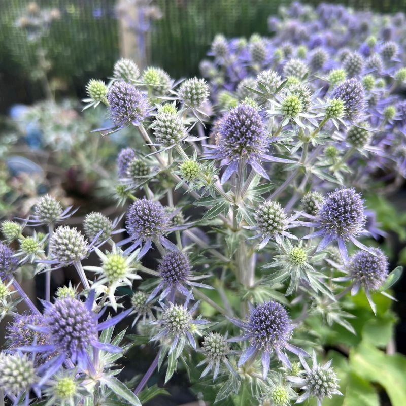 Piante & sementi: 100 Samen Blaukappe Eryngium Planum – Nuovo (secondo la descrizione) da Ehrendingen venduto da VerveinaSamen