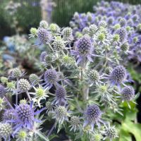 100 Samen Blaukappe Eryngium Planum