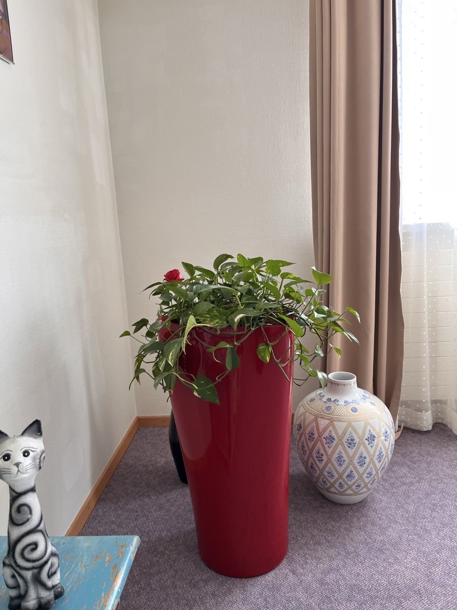 Piante & sementi: 2x echte Zimmer Pflanze mit topf – Usato da St. Margrethen SG venduto da Lillicasso 2