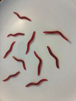 10 Futari Lagatomo Gummiwürmer - lebensecht - 4 CM - neu
