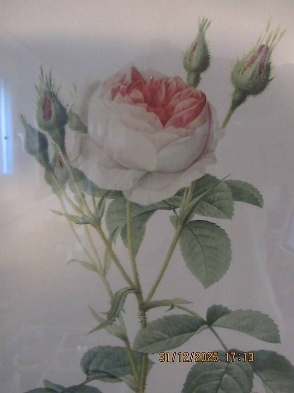Posters & Illustrations: Rosen – D'occasion à Gümligen par ChrigiSigi 1