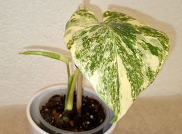 Monstera Legacy