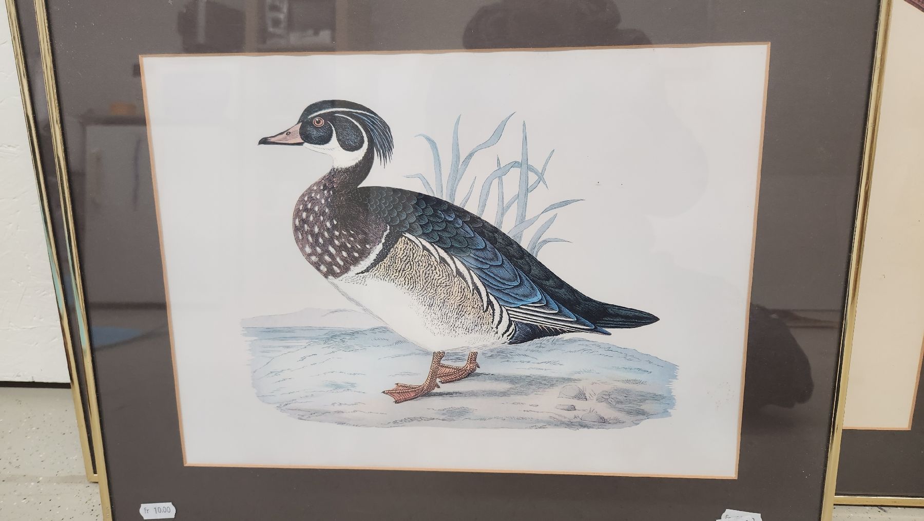 Foto & Immagini: Antikes Bild Carolina-Ente gerahmt – Usato da Bönigen venduto da Dampflock69