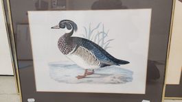 Antikes Bild Carolina-Ente gerahmt Messing