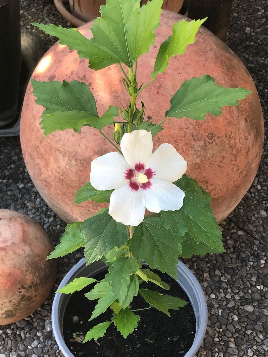 Piante & sementi: HIBISKUS - STRAUCH- GARTEN-EIBISCH WEISS ODER LILA -CA 35 CM – Nuovo (secondo la descrizione) da Buchs AG venduto da fischli610 5