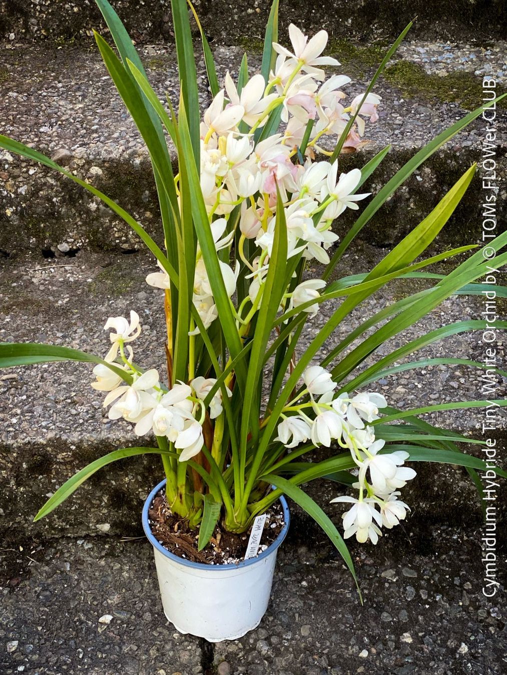 Piante & sementi: Cymbidium Hybride Tiny White Orchidee – Nuovo e nell'imballaggio originale da Adliswil venduto da astom369 3