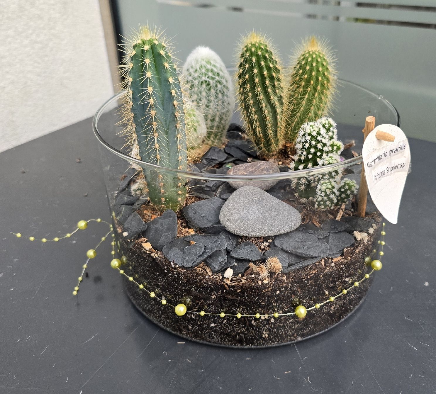 Glas-Kakteen-Garten - perfekt als Geschenk! kaktus Pflanze (Neu (gemss  Beschreibung)) in Aarburg fr CHF 45.4  nur Abholung auf Ricardo kaufen