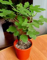 100 % BIO ! 30 cm ↕️ Echte Feigenbaum  " FICUS CARICA" GRÜN