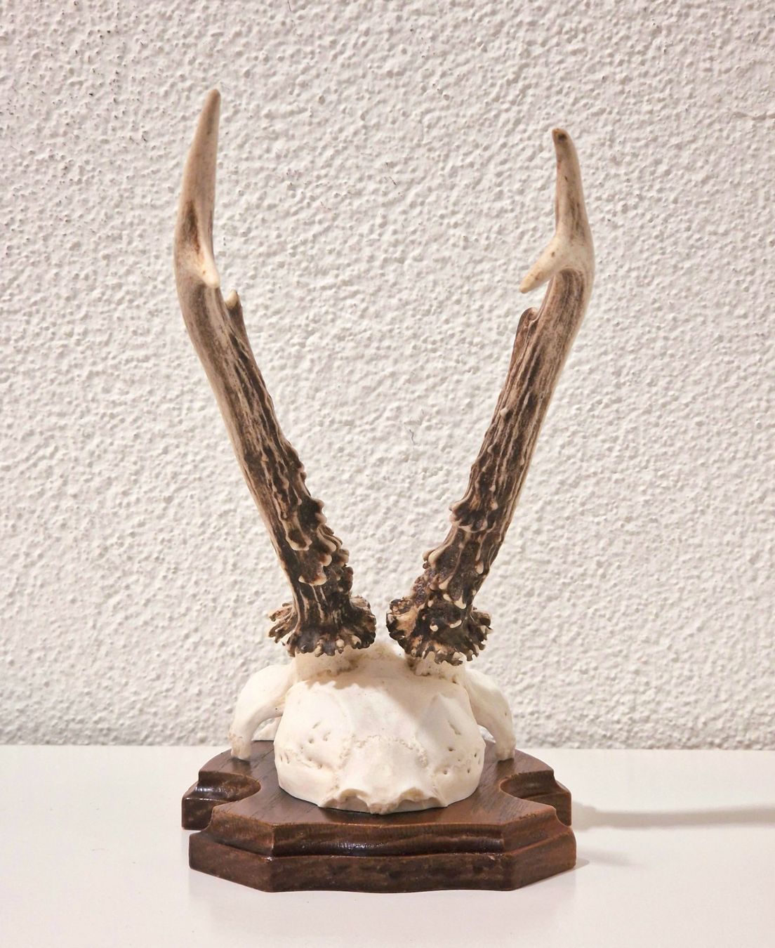 Il mondo degli animali: Jagdtrophäe – Rehbock-Gehörn – Usato da Zürich venduto da New_username 3