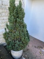 Grosse Thuja
