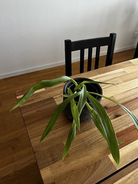 Piante & sementi: Orchidee mit Topf – Usato da Neuhausen am Rheinfall venduto da ram_kw6n 1