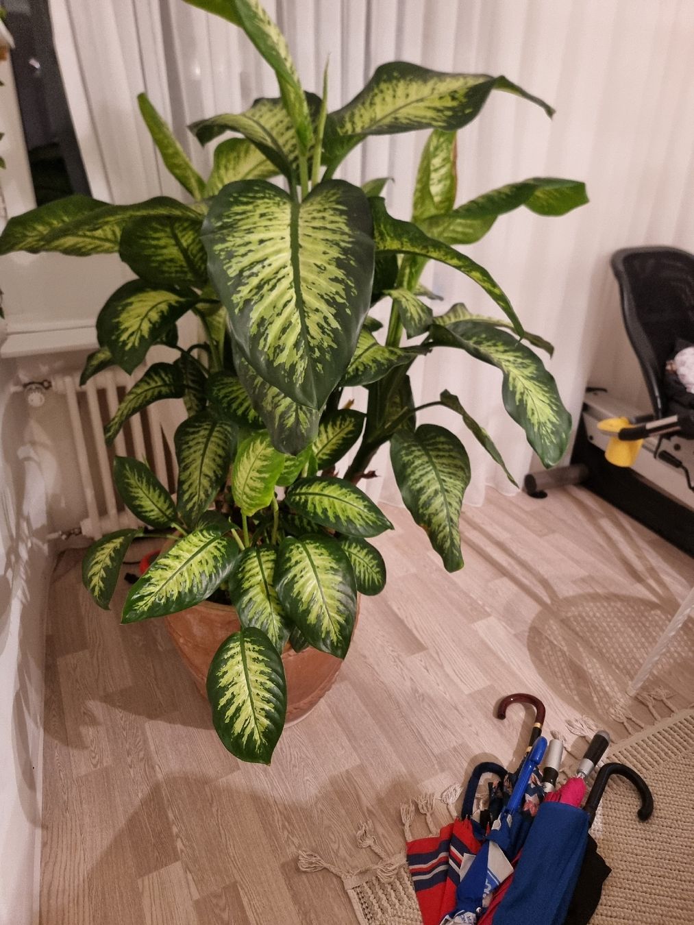 Sehr schne, grosse Dieffenbachie Zimmerpflanze, 150cm! (Gebraucht) in  Zrich fr CHF 72  nur Abholung auf Ricardo kaufen