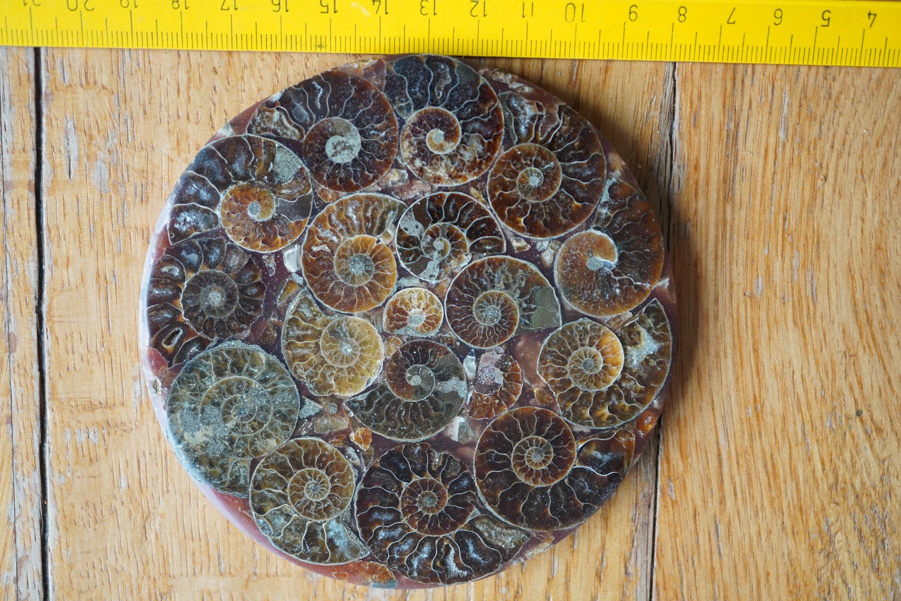Fossili: Ammonit  Platte      Sammlerstück  ca 11cm  Diverse – Nuovo e nell'imballaggio originale da Eschenbach SG venduto da craniums 1