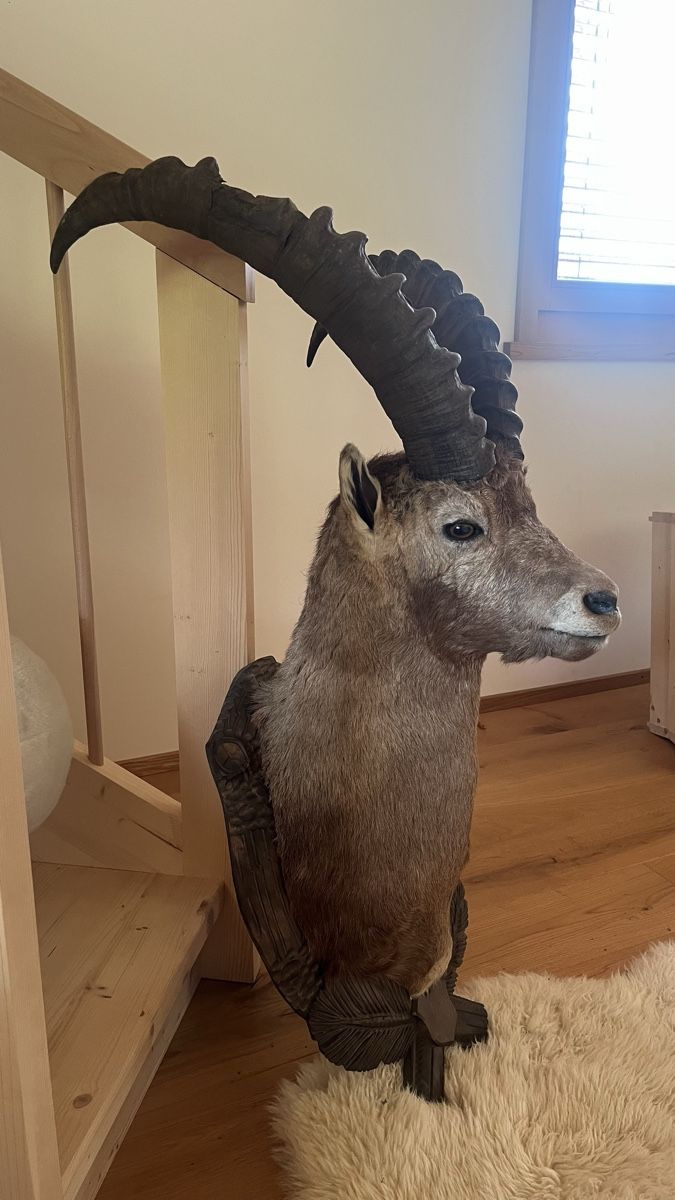 Il mondo degli animali: Steinbock  – Usato da Schiers venduto da Valzeina 1