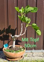 Feigenbaum in Schale Bonsai Art