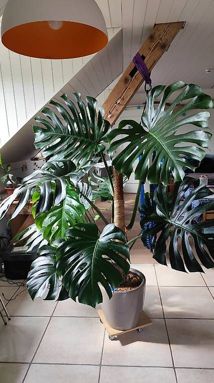 Pflanzen & Samen: Wunderschöne große Monstera  – Gebraucht aus Flurlingen von thinkfree 4